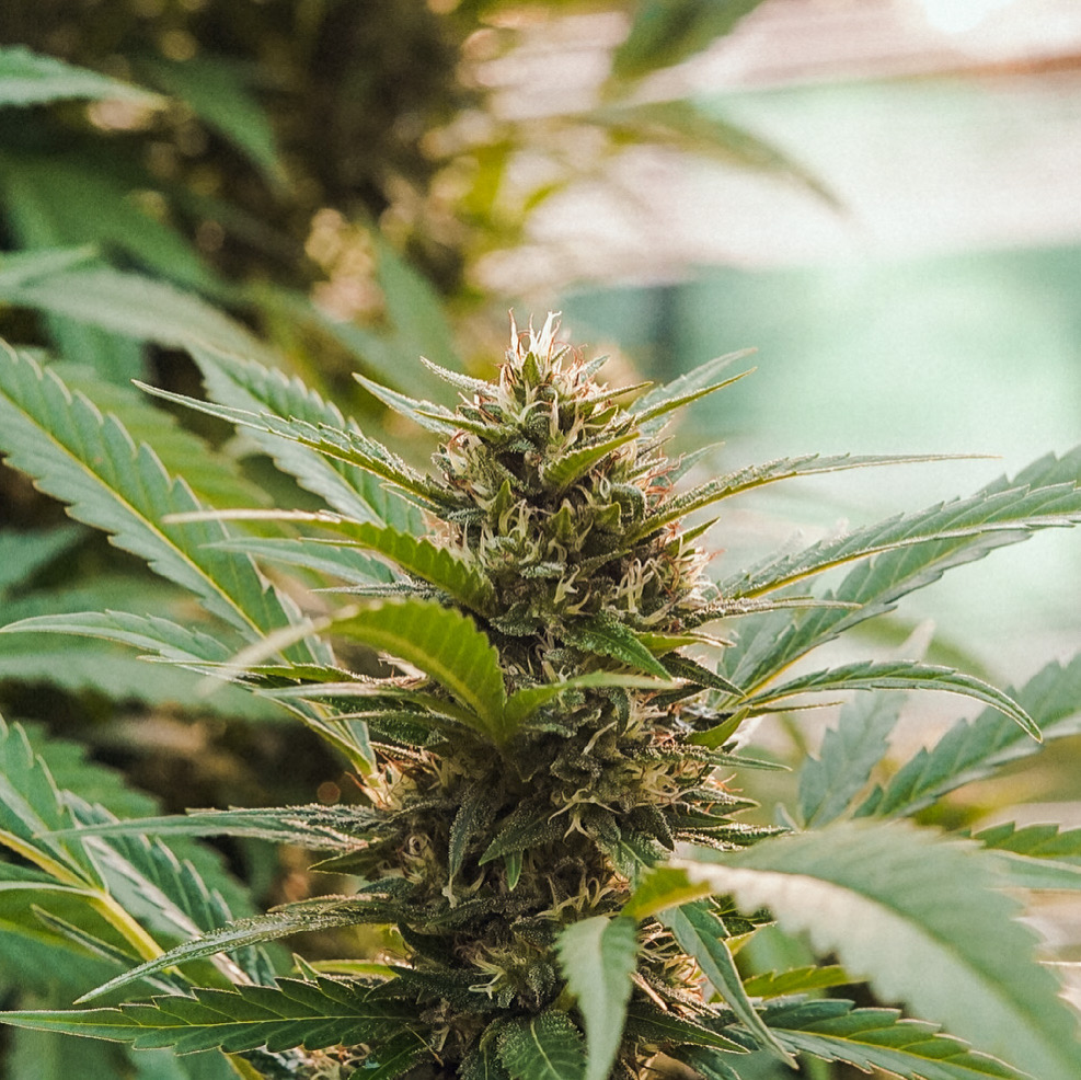 Flor de cannabis en planta